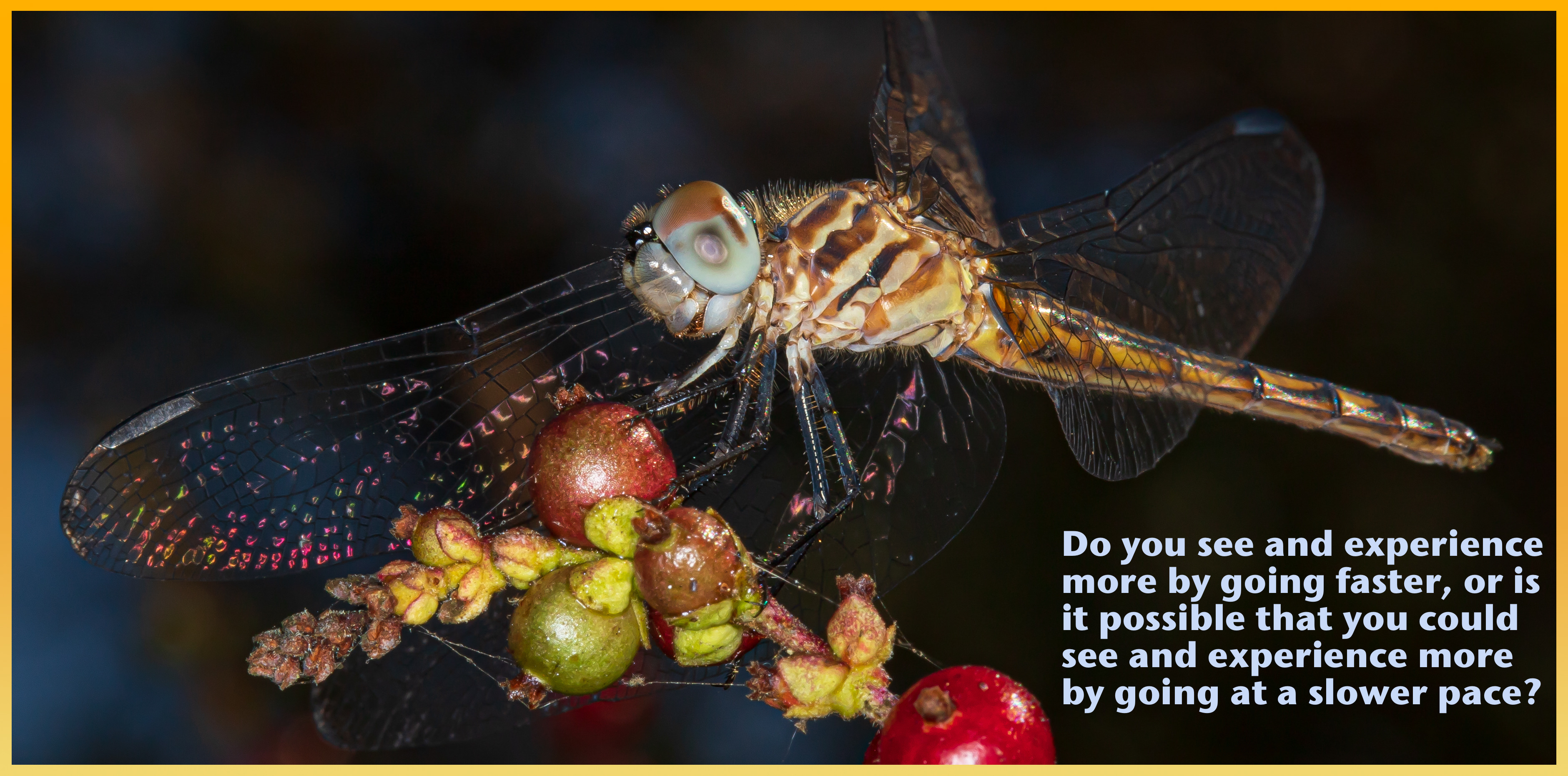 image of Dragonfly on Chaparral Honeysuckle