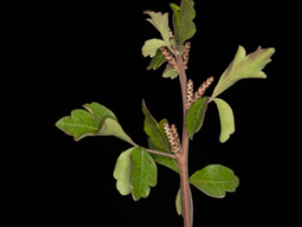 Image of Basket Brush  - Rhus aromatica 