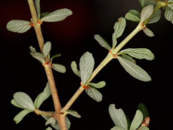 Image of Buck Brush  - Ceanothus cuneatus 