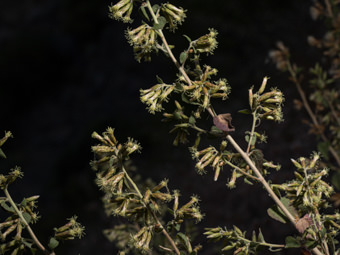 Image of California Brickellbush  - Brickellia californica 