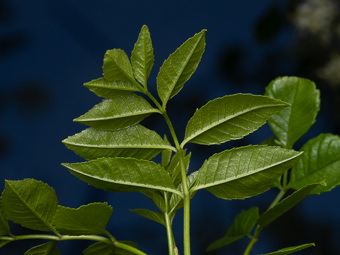 Image of Flowering Ash  - Fraxinus dipetala 