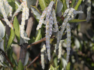 Image of Silk Tassel Bush  - Garrya veatchii 