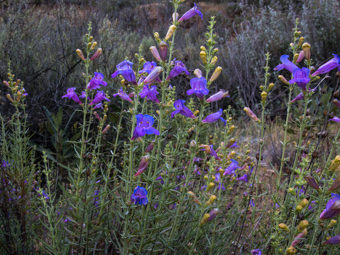 Image of Foothill Penstemon  - Penstemon heterophyllus 